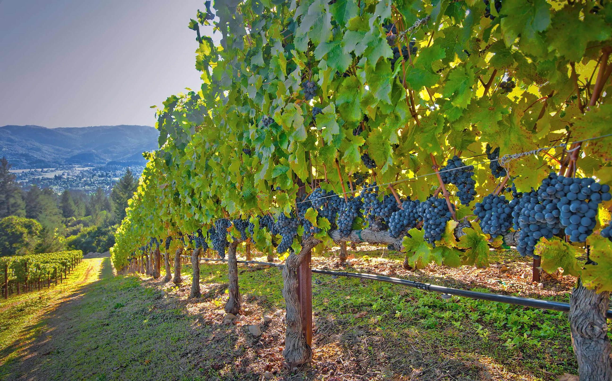 vineyard-napa-valley-usa.jpg