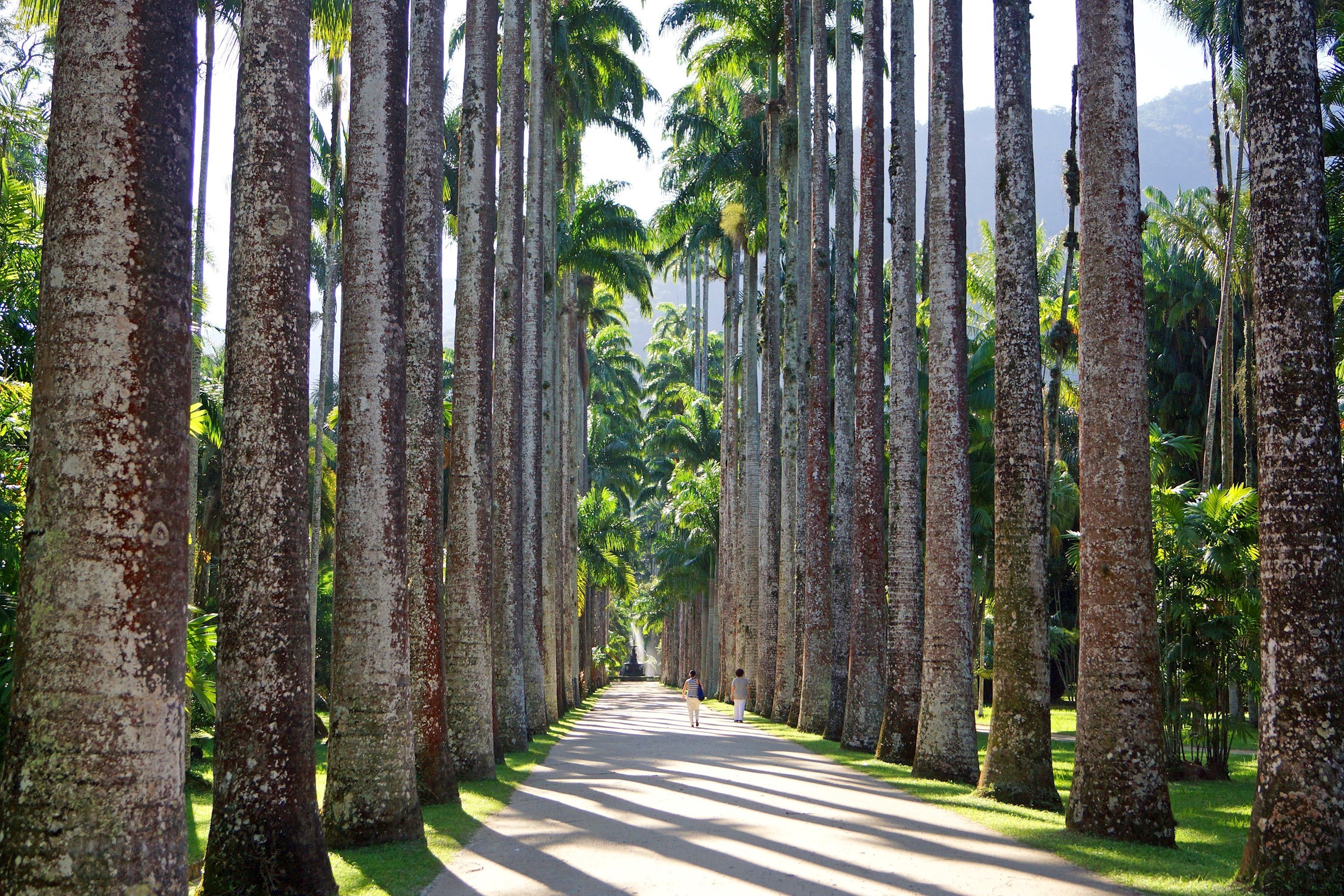 Scenic view of people walking through Jardim Botanico Do in Rio De Janeiro, Brazil