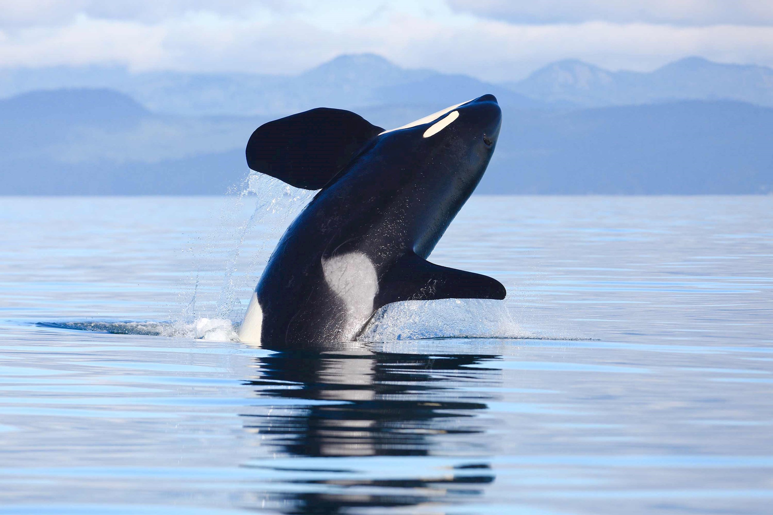 enjoy-a-whale-watching-excursion-in-victoria-canada.jpg