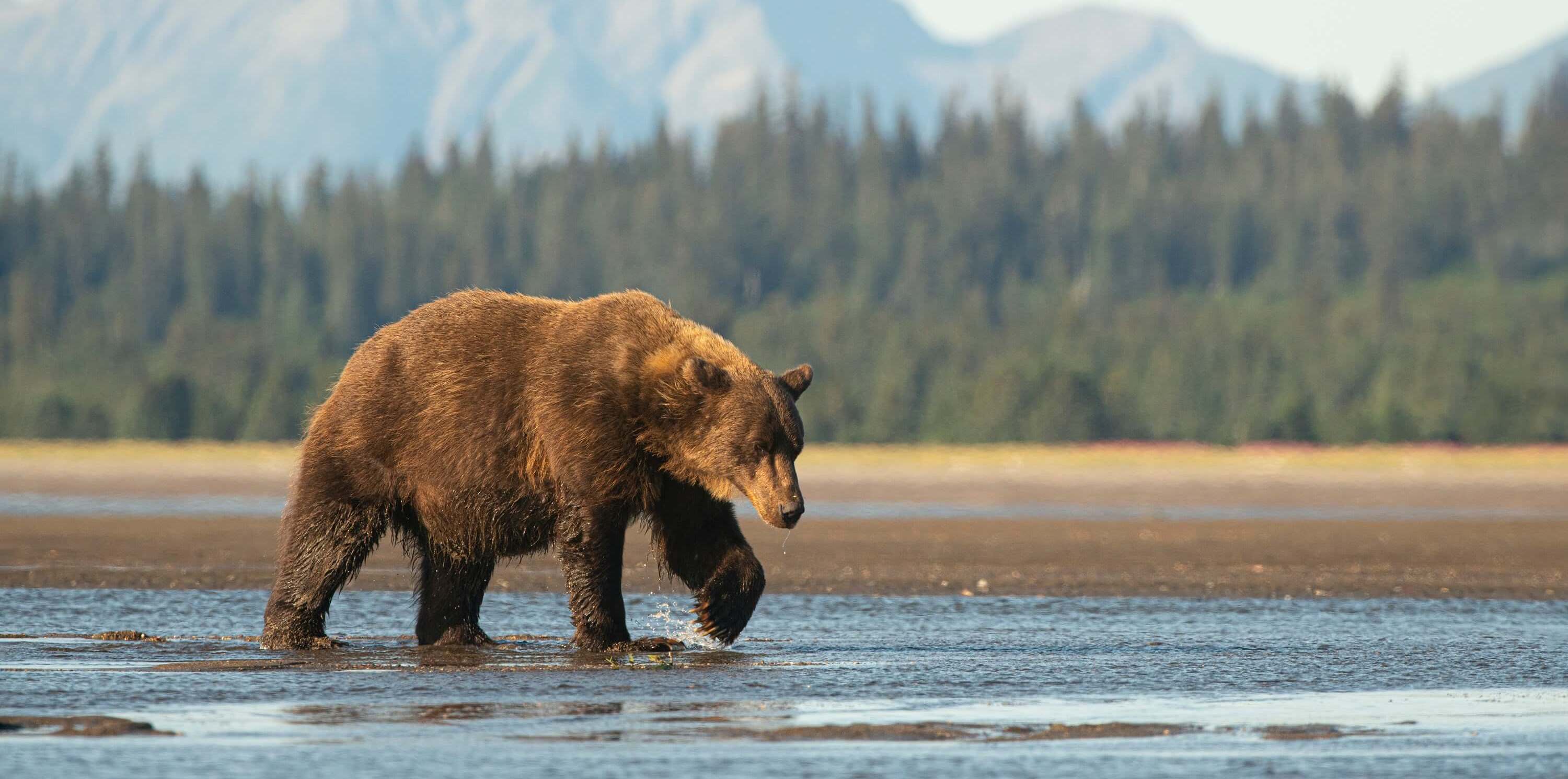 A bear walking by the river in Alaska, USA