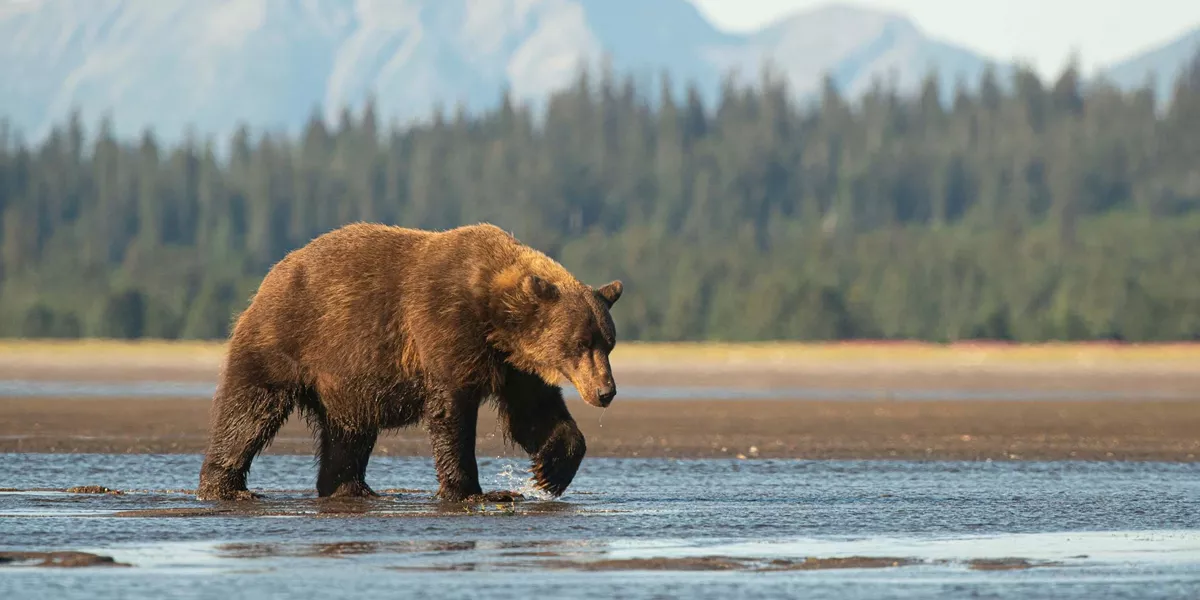A bear walking by the river in Alaska, USA