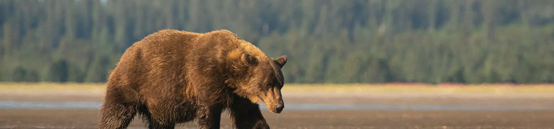 A bear walking by the river in Alaska, USA