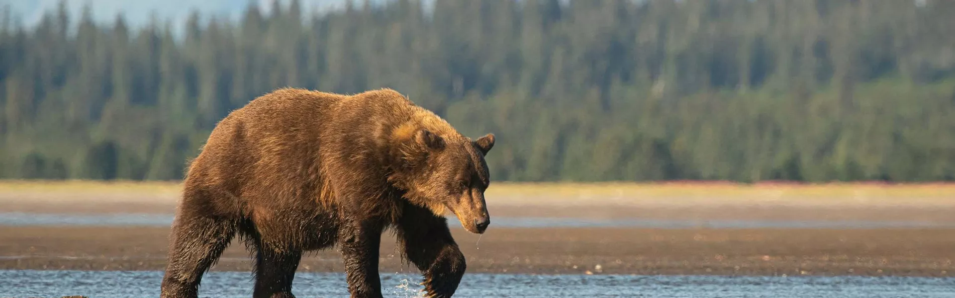 USA Alaska Bear National Park 1170747006 GE 3000X1490
