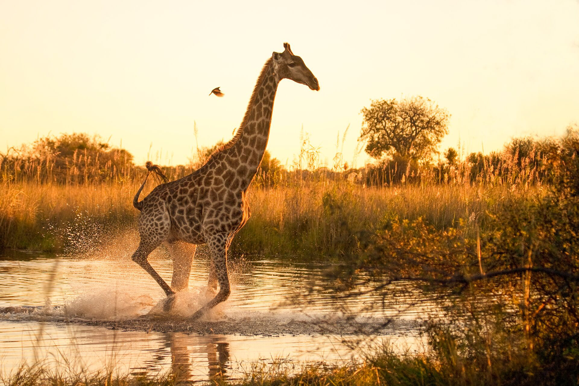 Giraffe Running Through Marshland