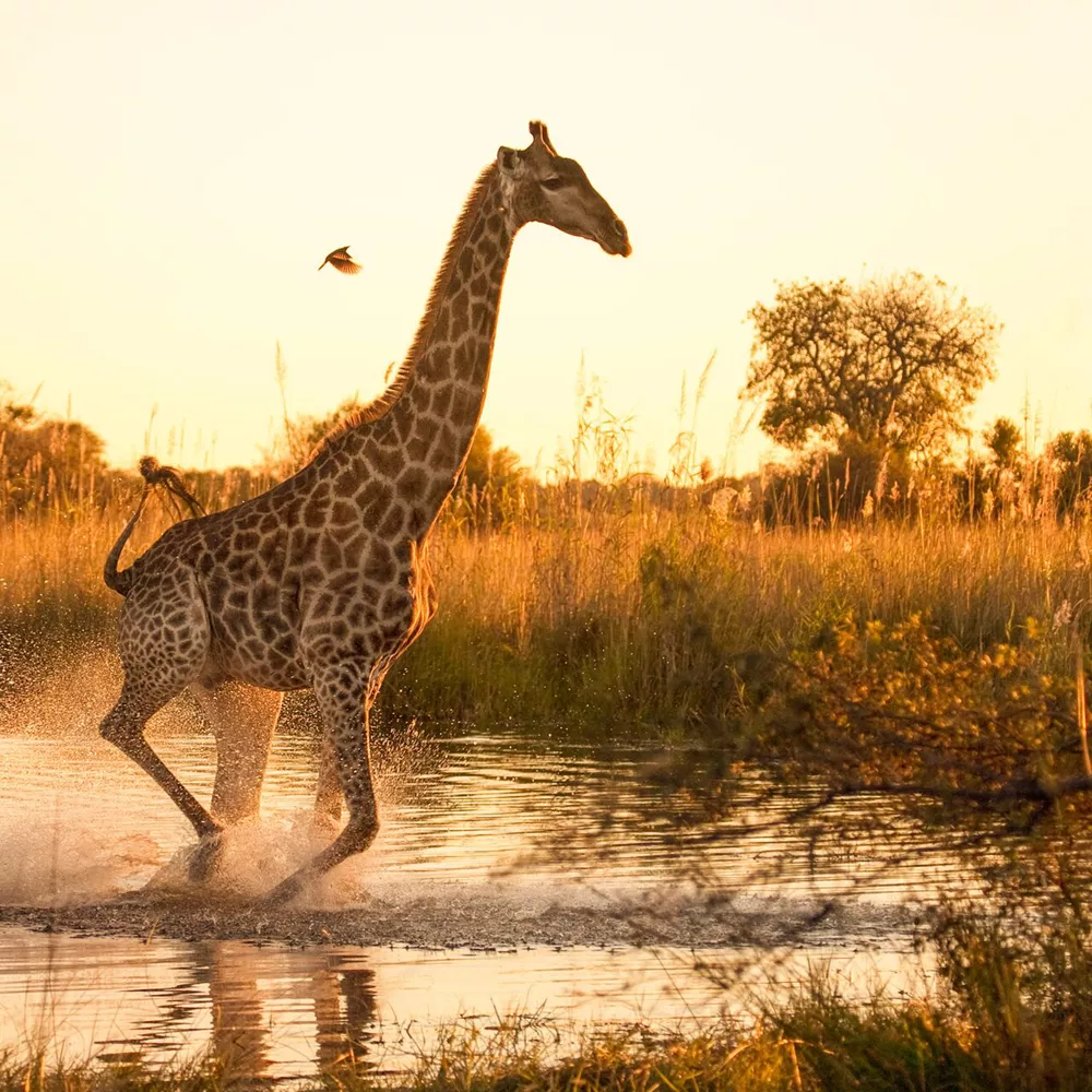 Giraffe Running Through Marshland