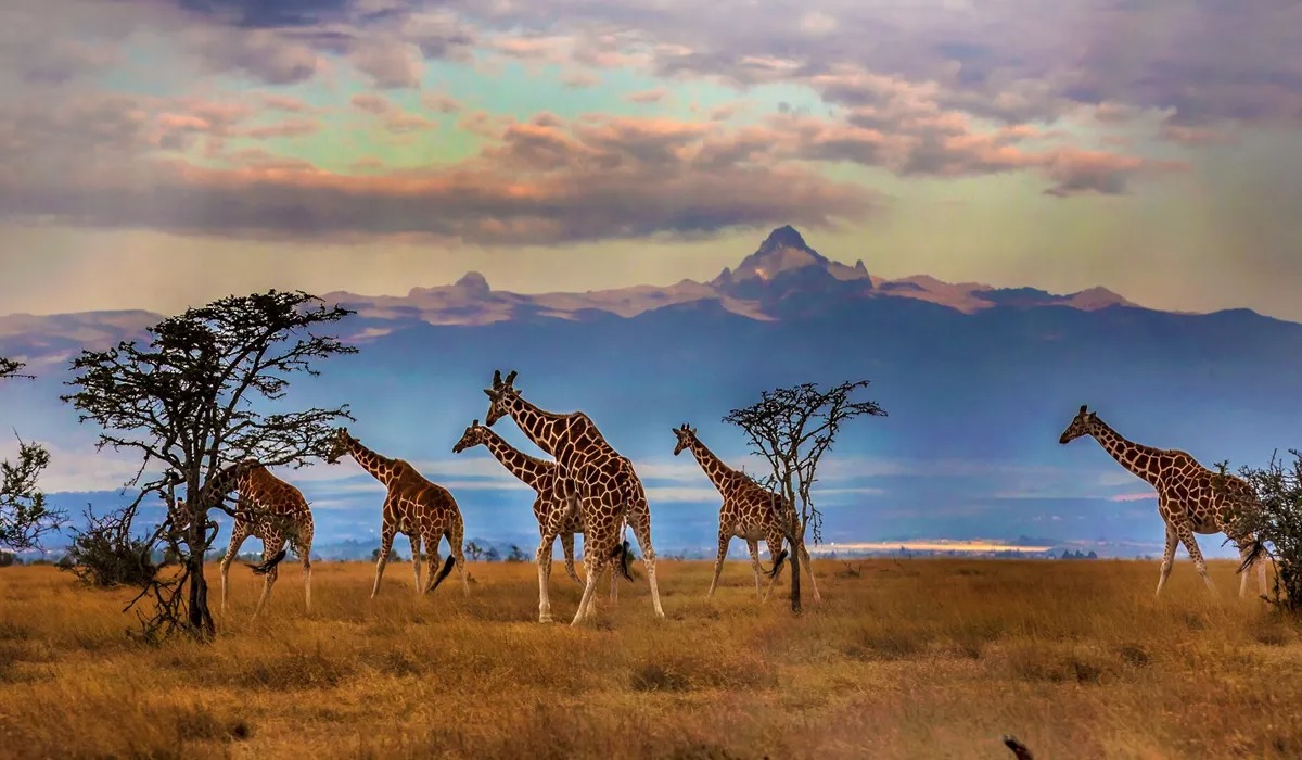 Herd Of Reticulated Giraffes In Front Of Mount Kenya