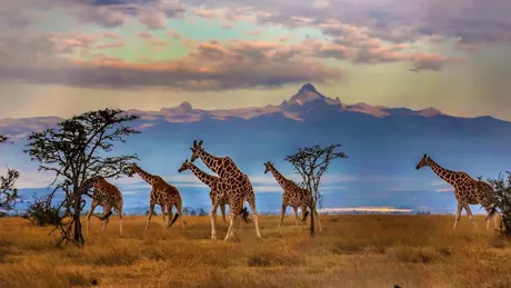 Herd Of Reticulated Giraffes In Front Of Mount Kenya