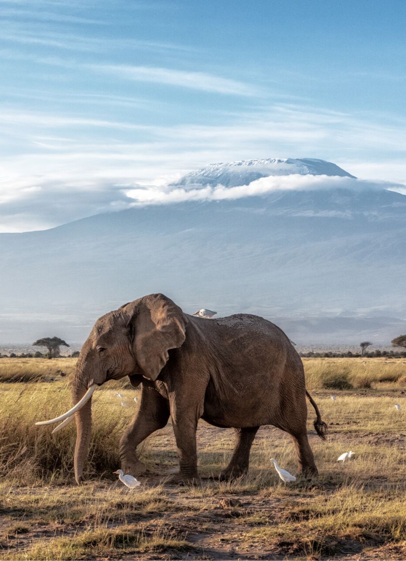Large African Elephant on savanna close to Mount Kilimanjaro in Tanzania