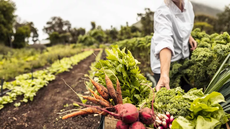 Guest Lunch made from local produce, Avignon, France
