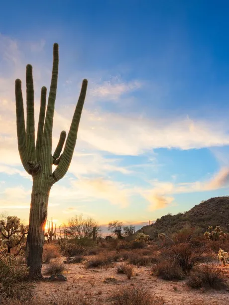 A large cactus in the middle of Saguaro National Park, Arizona