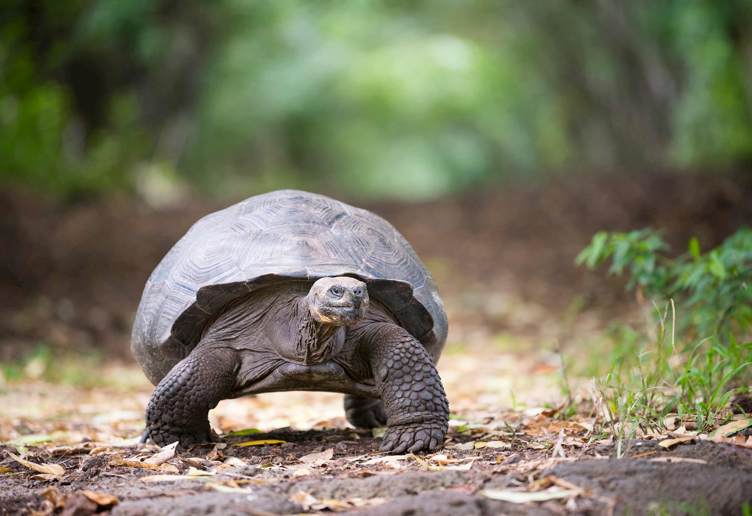 tortoise-santa-cruz-island-ecuador.jpg