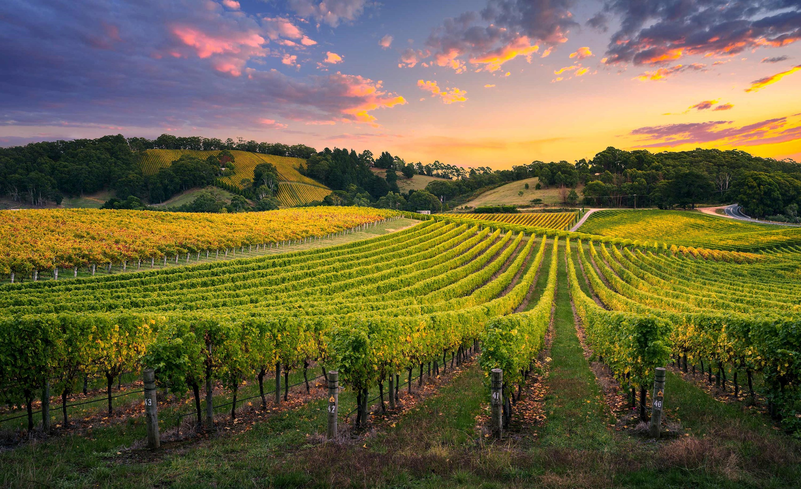 Tastes of Southern Australia Guided Tour