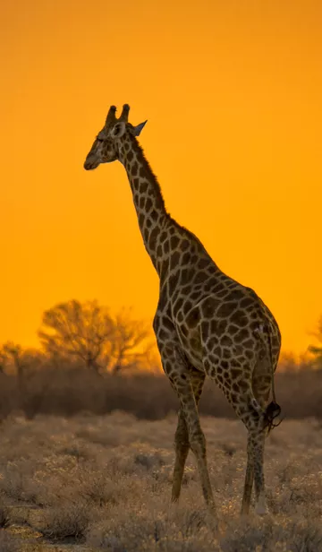 Giraffe