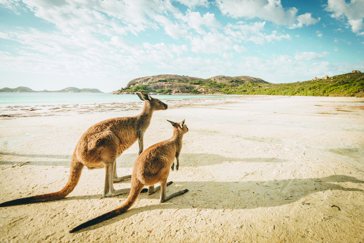 Kangaroos on a beach in Australia