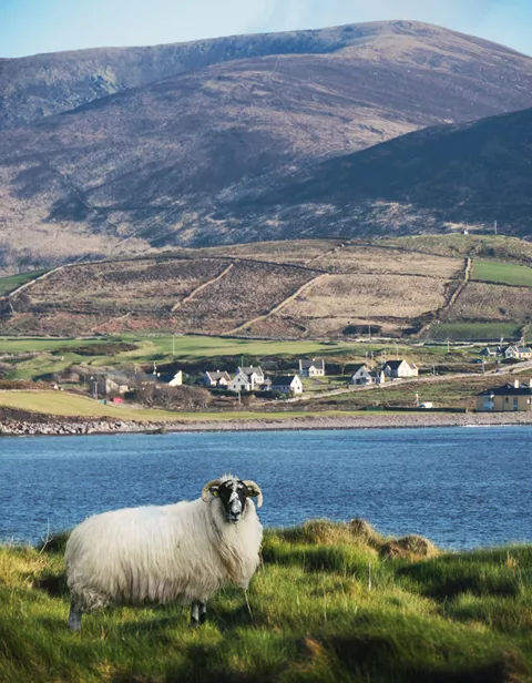 Horny Sheep Of Kerry Ireland