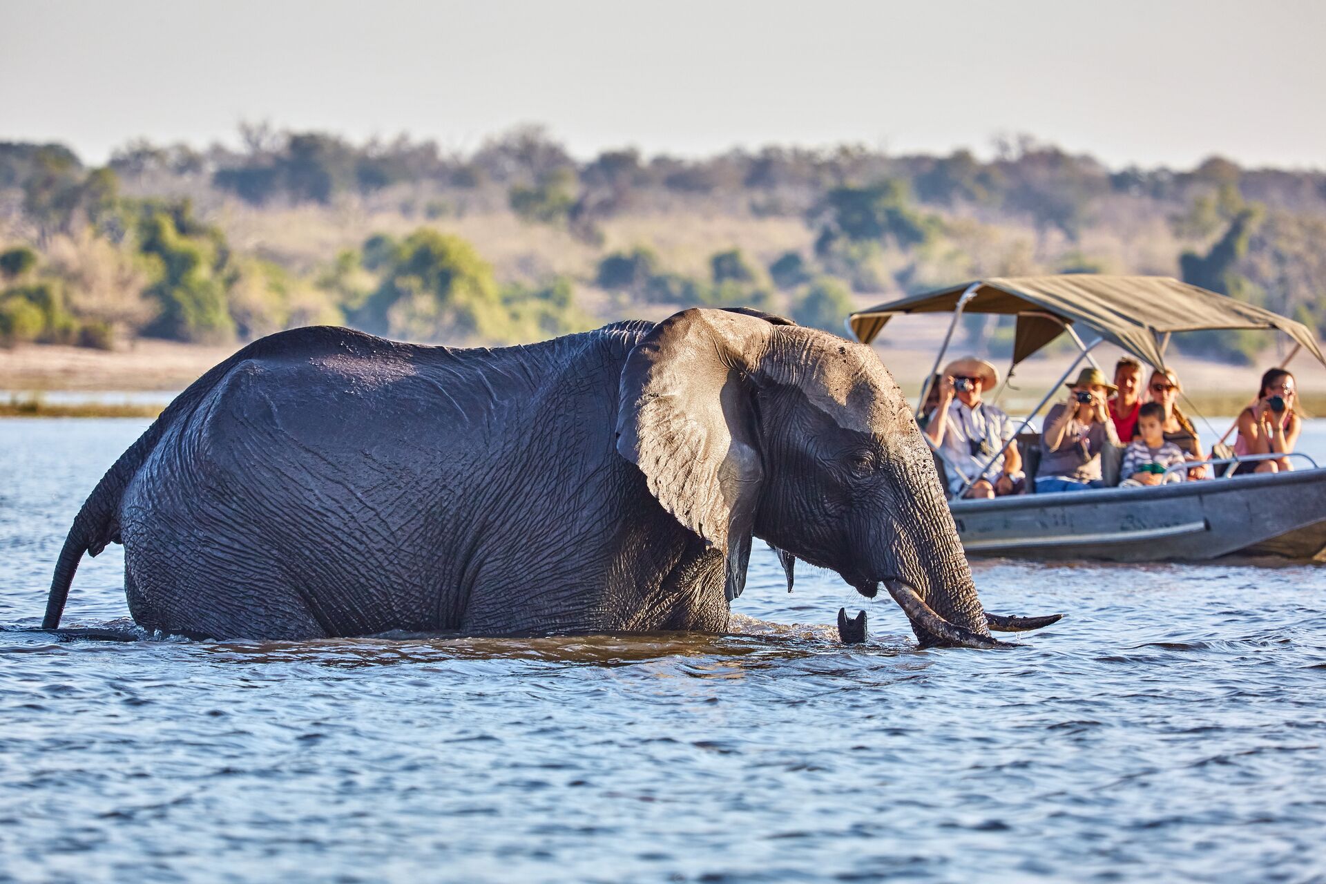 Tourists in boat viewing an elephant during a boat safari in Chobe National Park, Botswana, Africa