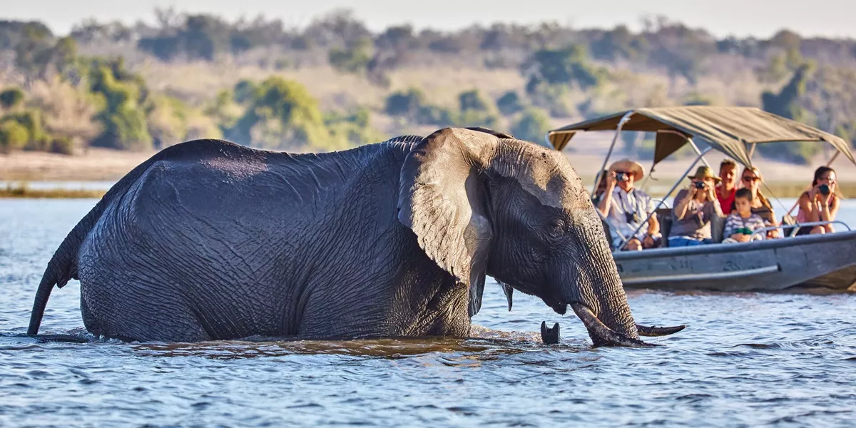 Tourists in boat viewing an elephant during a boat safari in Chobe National Park, Botswana, Africa