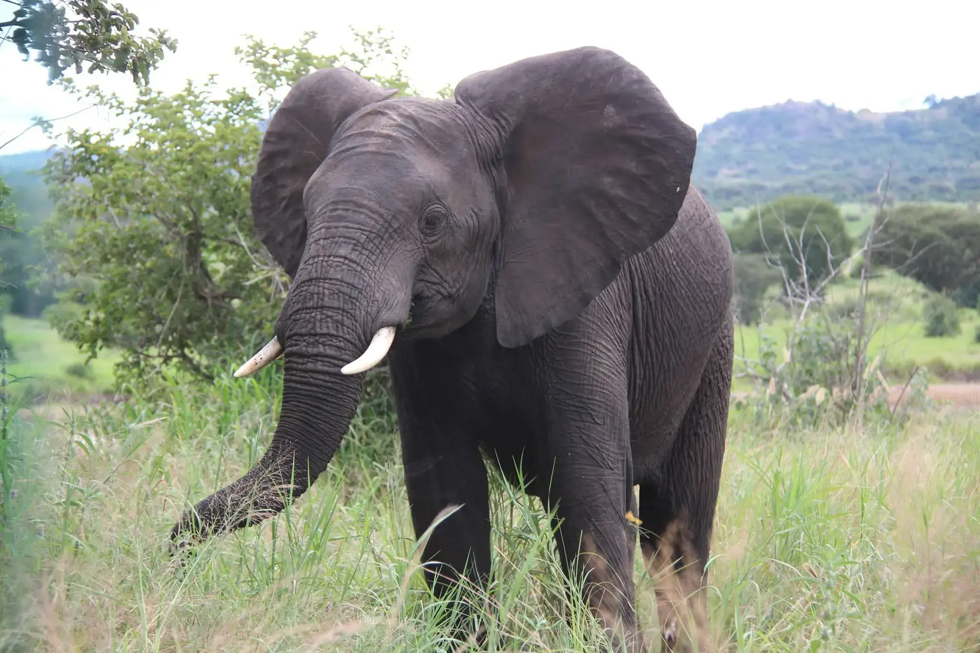 tarangire-tanzania.webp