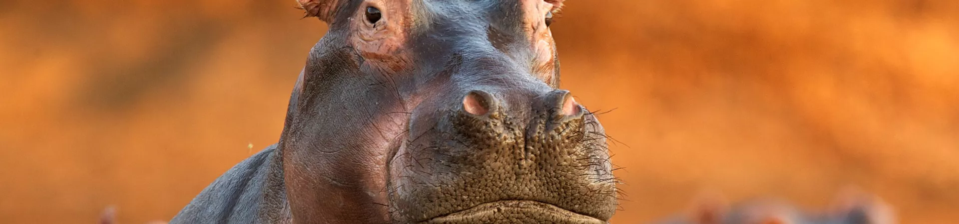 Website Banner Hippopotamus Rising From Lake 141467674