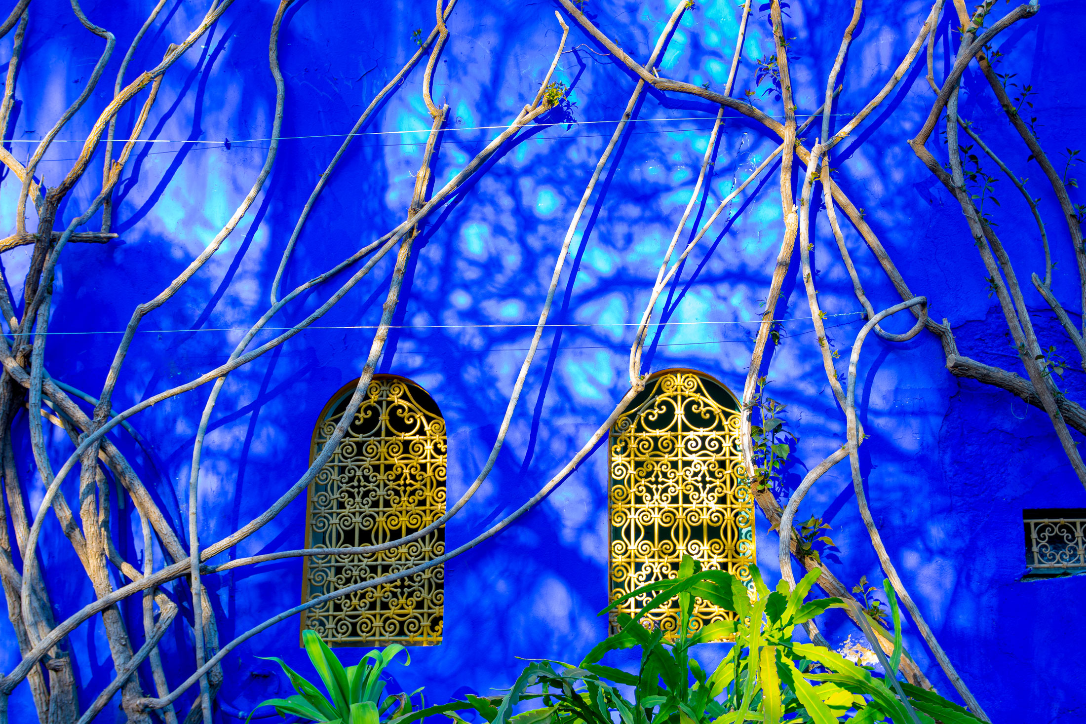 Bright blue garden wall with tall cactus plants at Majorelle Gardens, Marrakesh, Morocco