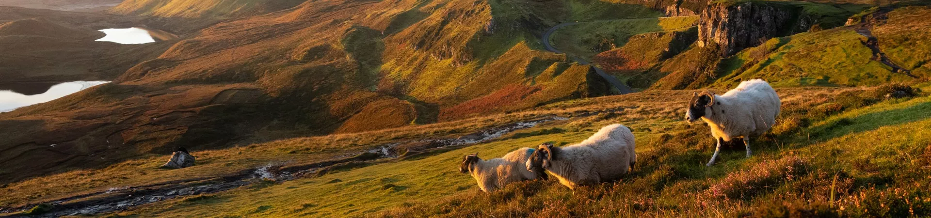 Sheep grazing in the Highlands in Scotland