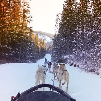 Dogsledding In The Canadian Rocky Mountains