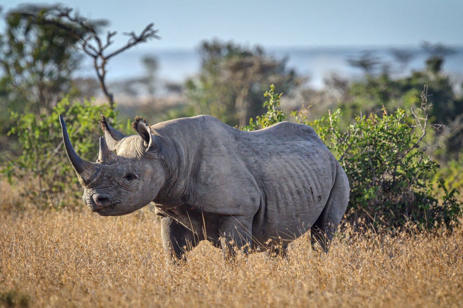 Endangered black rhinoceros in the grassland of Ol Pejeta Conservancy, Kenya, East Africa