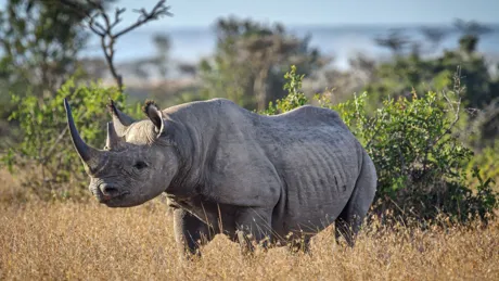 Endangered black rhinoceros in the grassland of Ol Pejeta Conservancy, Kenya, East Africa