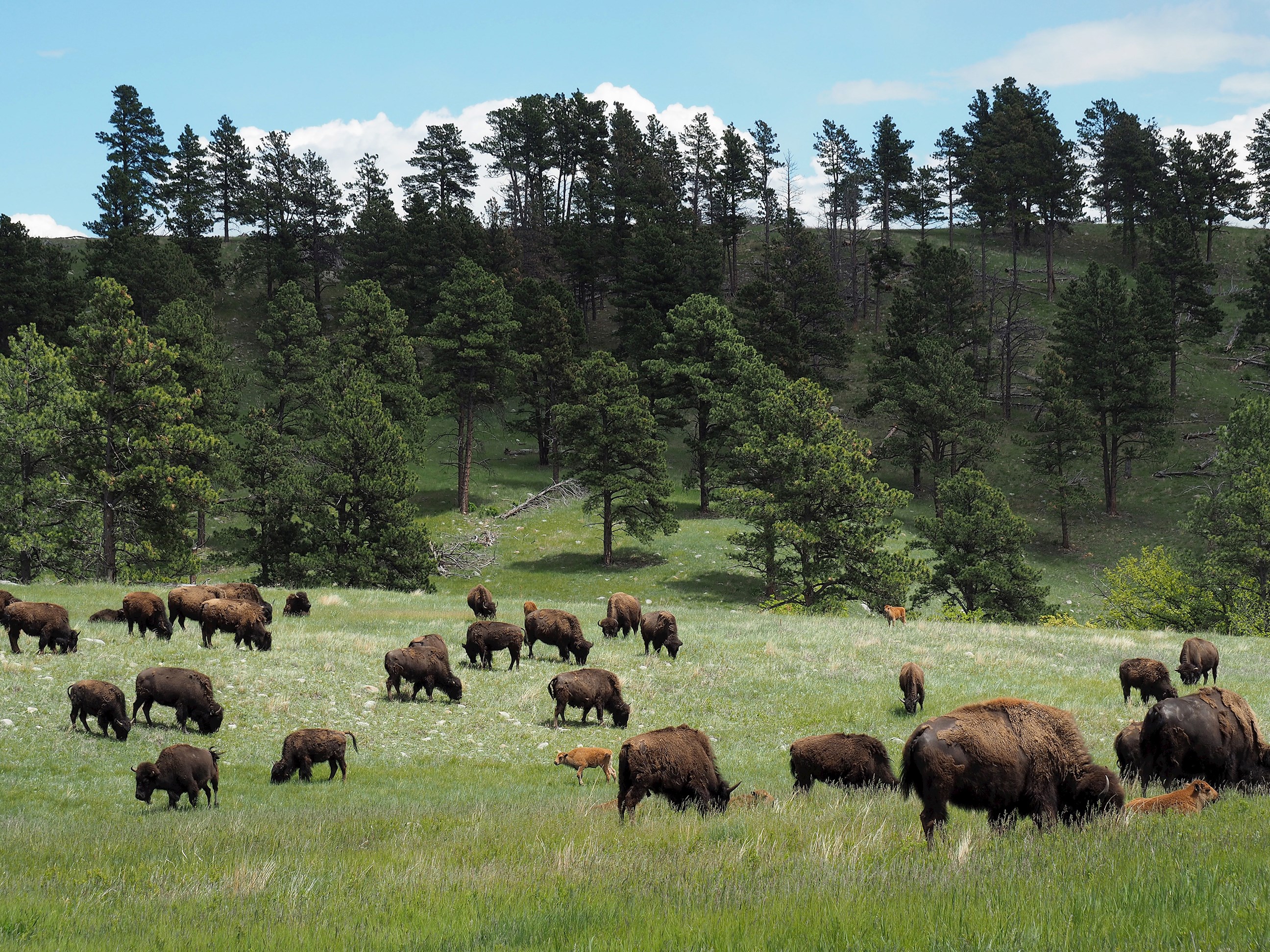custer-state-park-south-dakota.jpg