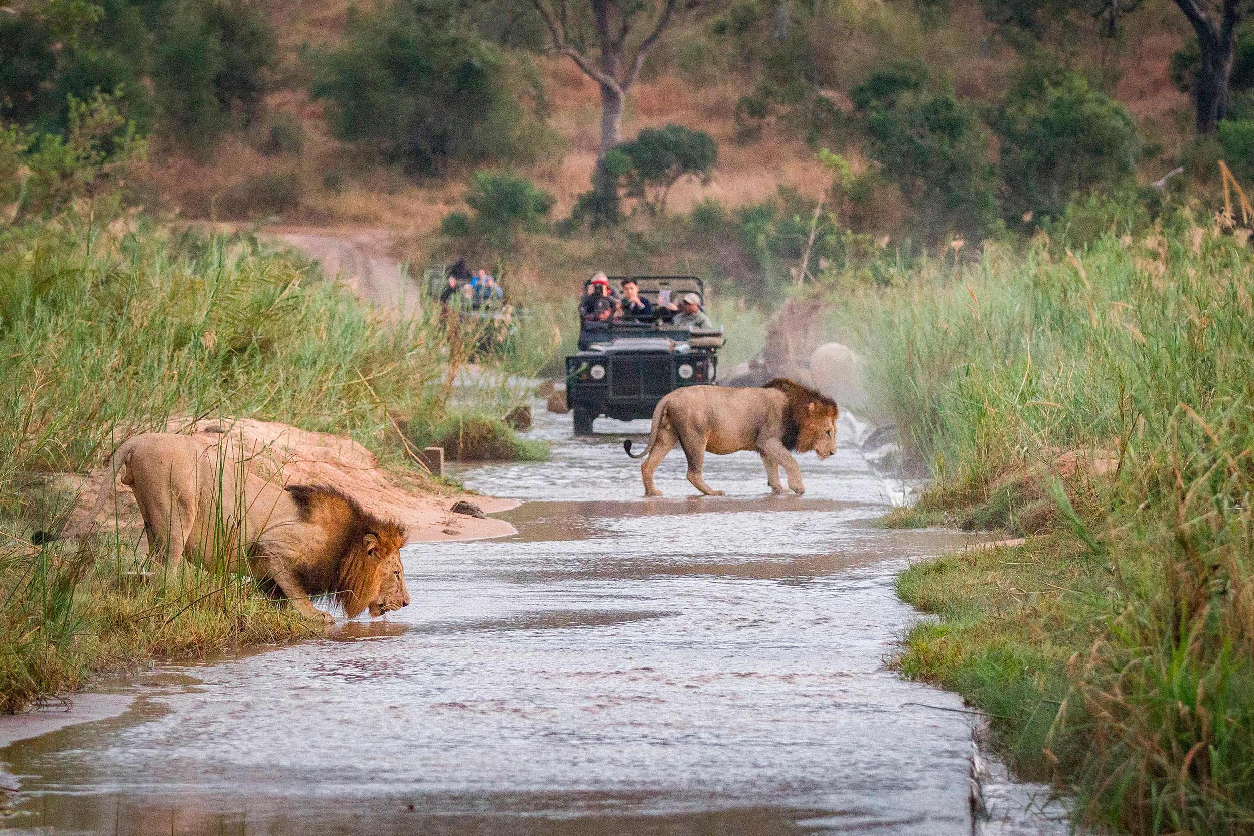 lions-safari-karongwe-private-game-reserve-south-africa.jpg