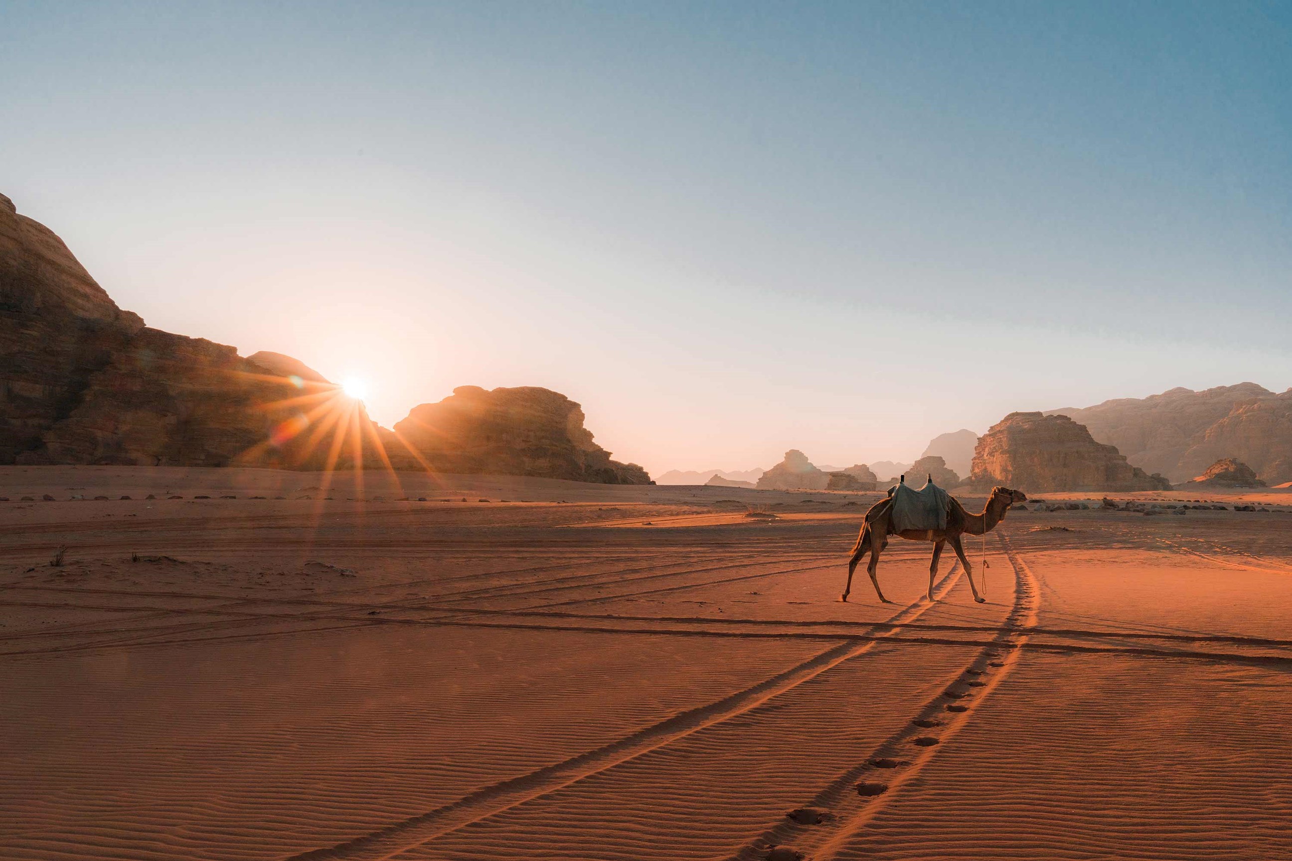 camel-desert-wadi-rum-jordan.jpg