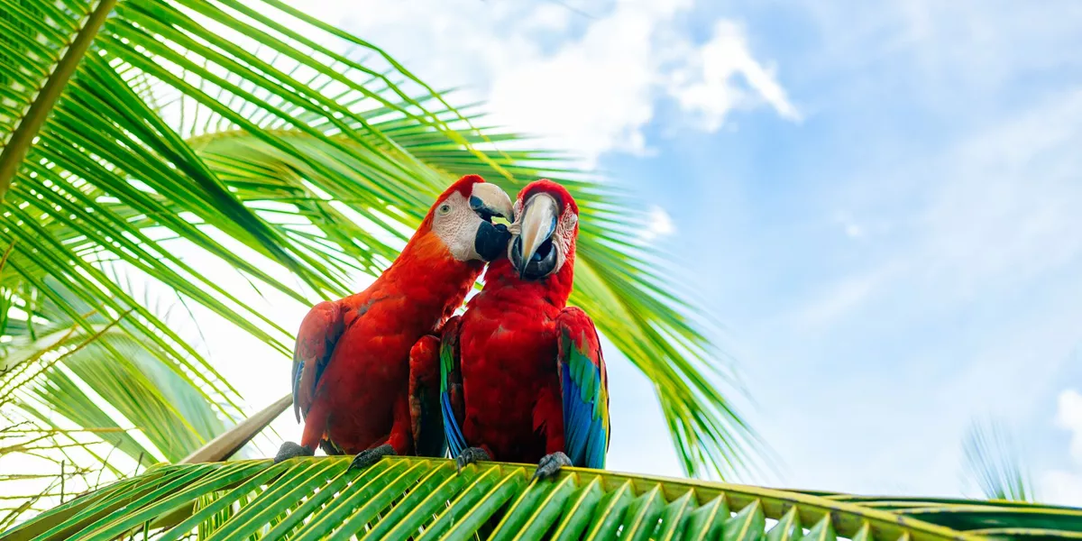 Couple of macaws on a palm tree in Costa Rica