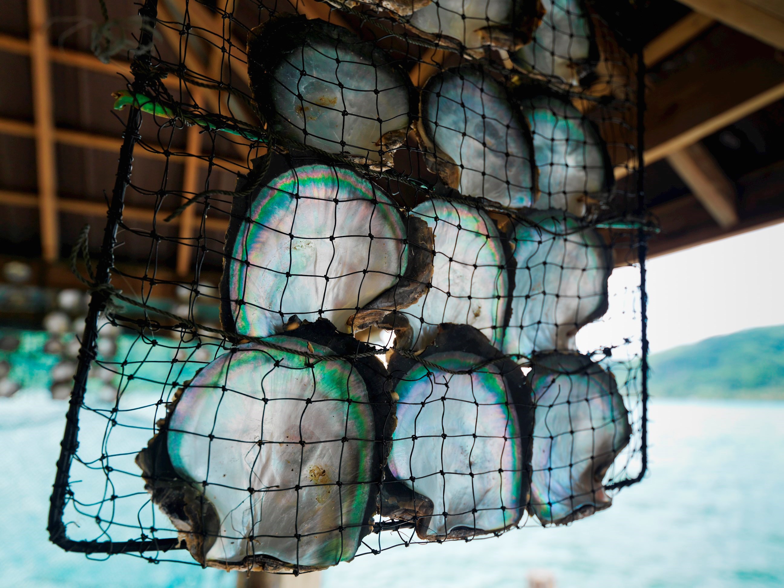 Pearl fishing in Vietnam