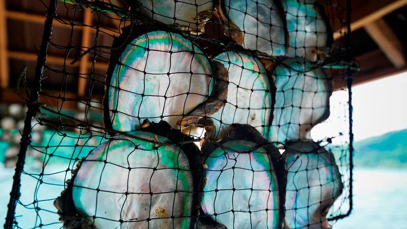 Pearl fishing in Vietnam