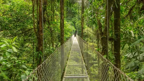 Bridge in Monteverde Cloud forest, Costa Rica