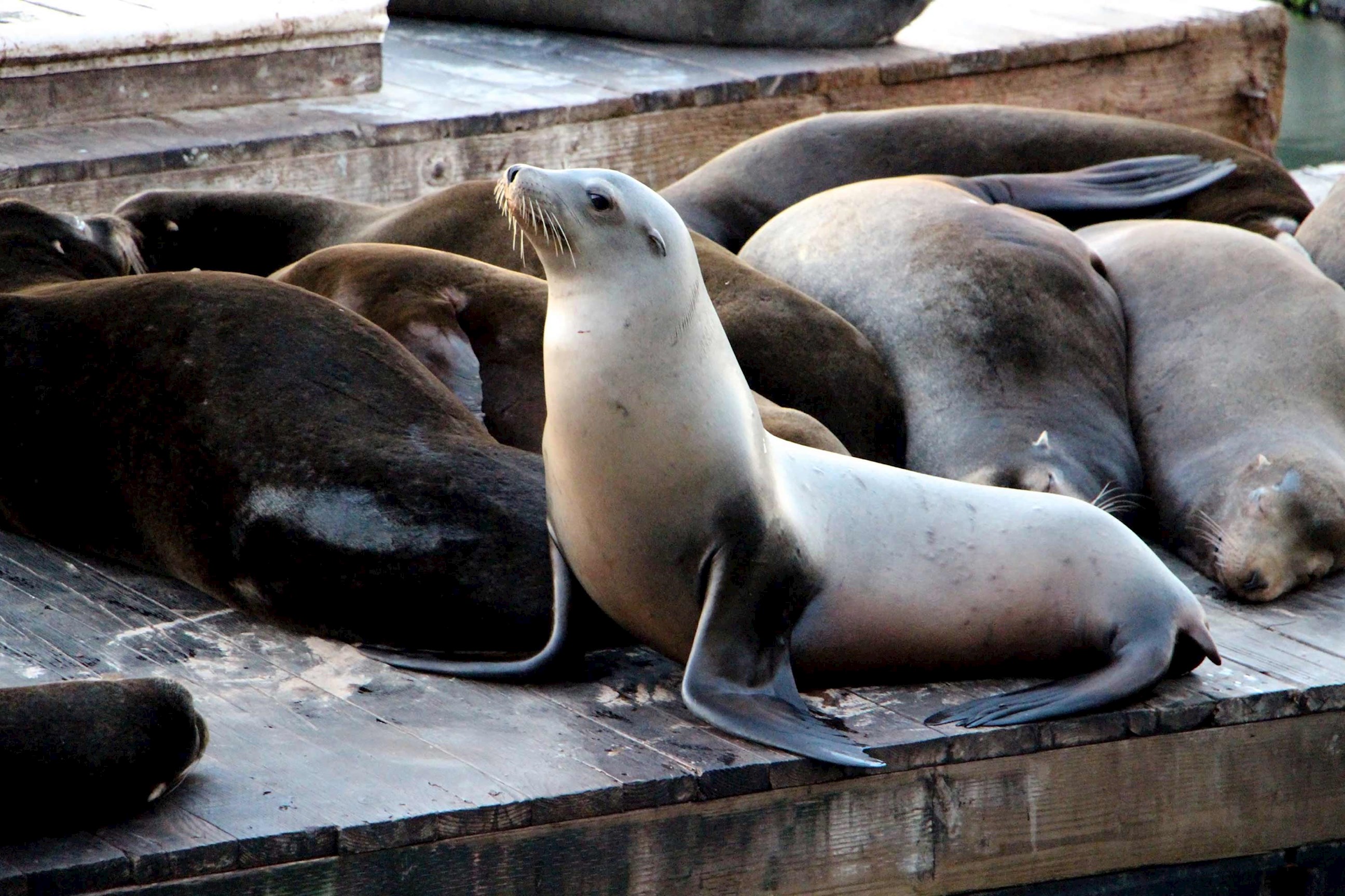 sea-lion-san-francisco-usa.jpg
