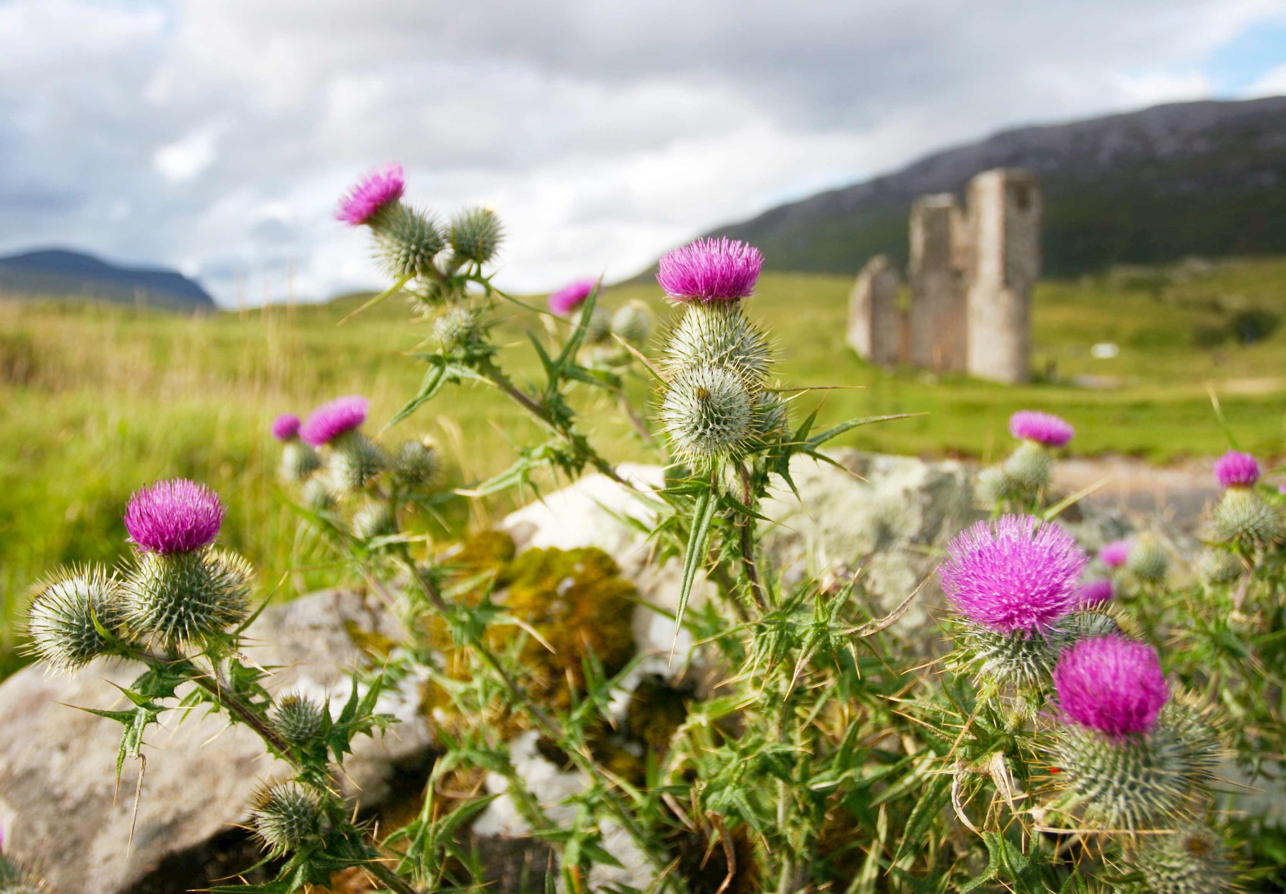Natural scenery and Scottish thistle in the Highlands, Scotland