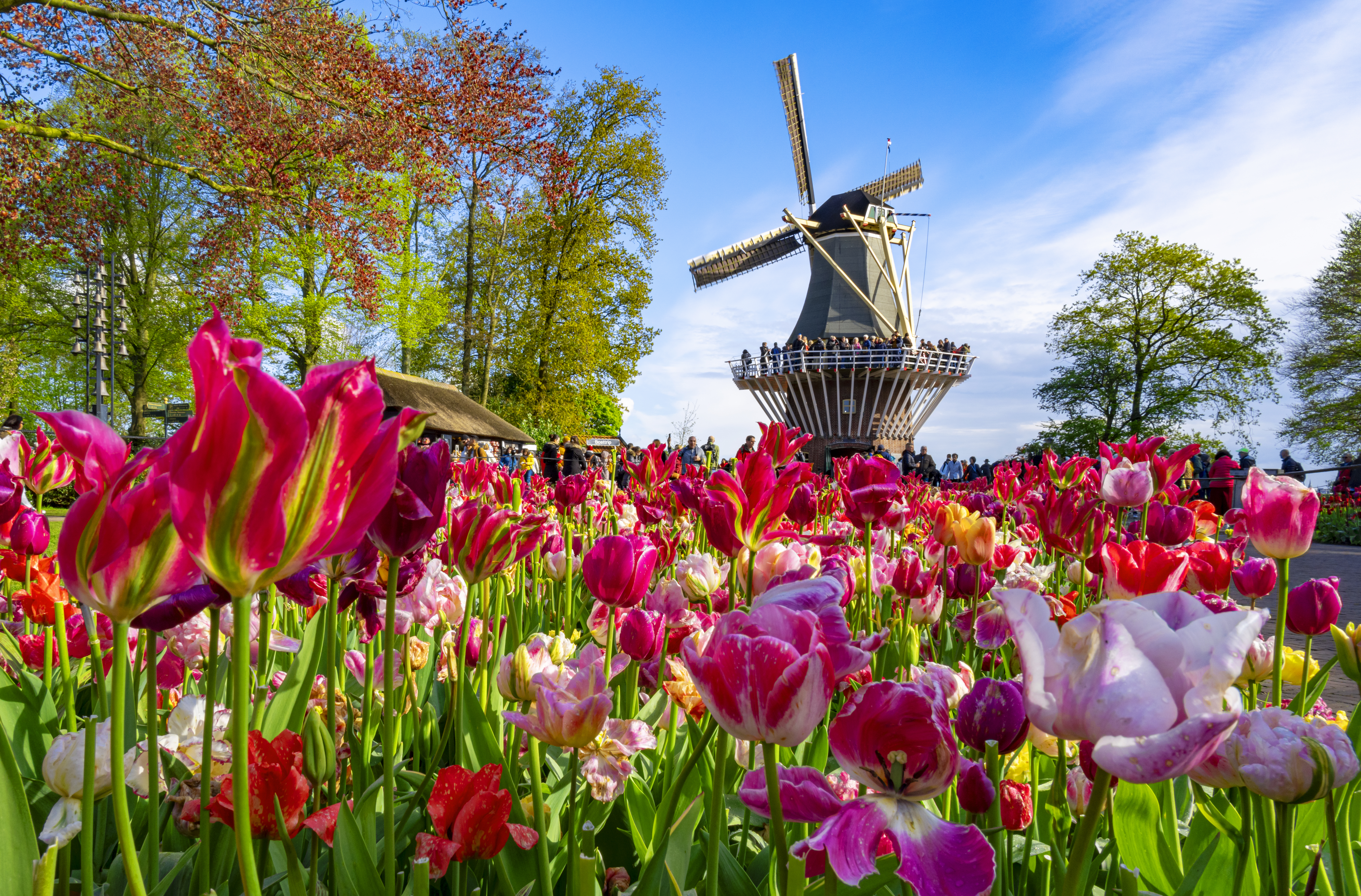 keukenhof-netherlands-getty-2209370762.jpg