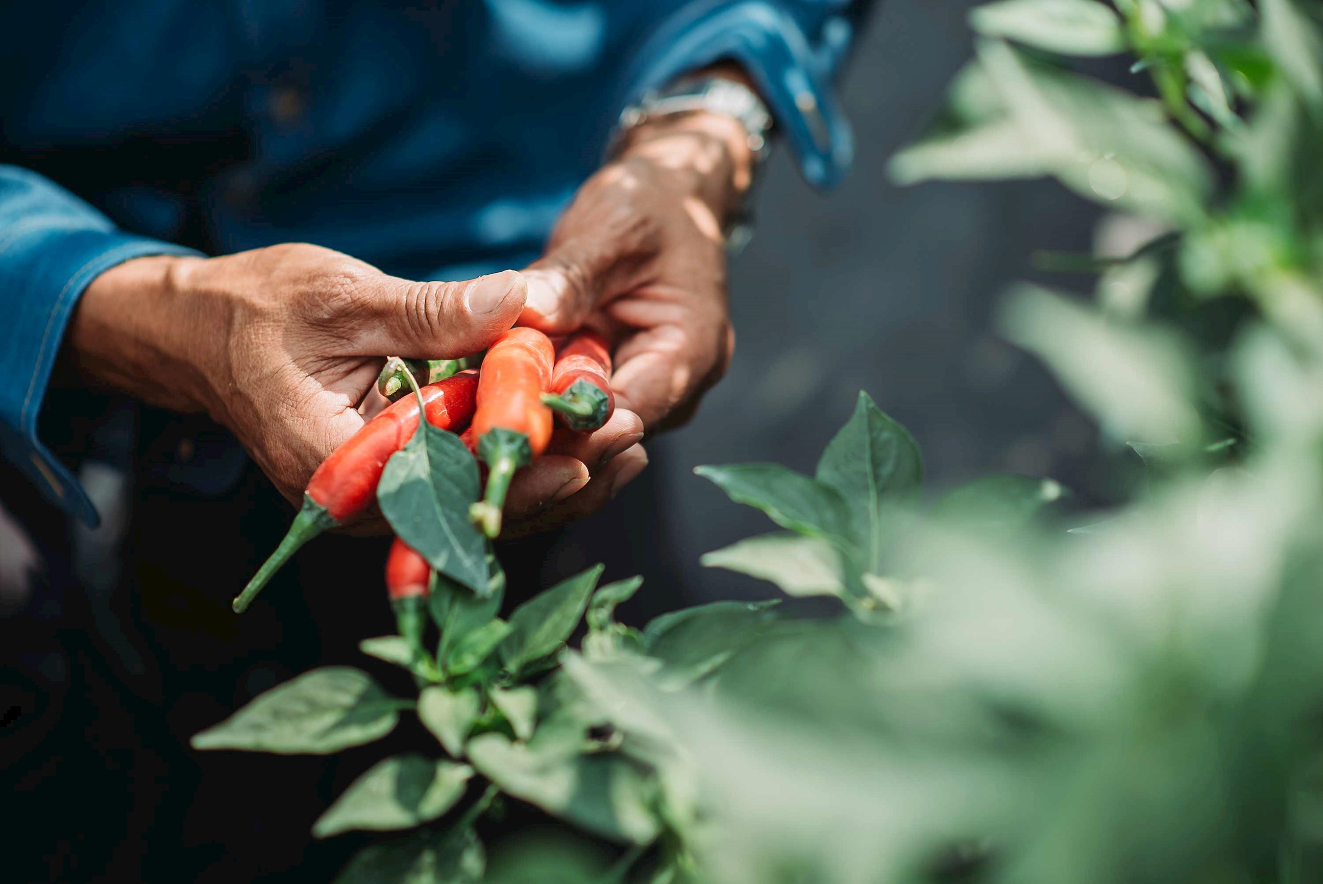 farmer-chilli-kumarakom-kerala.jpg