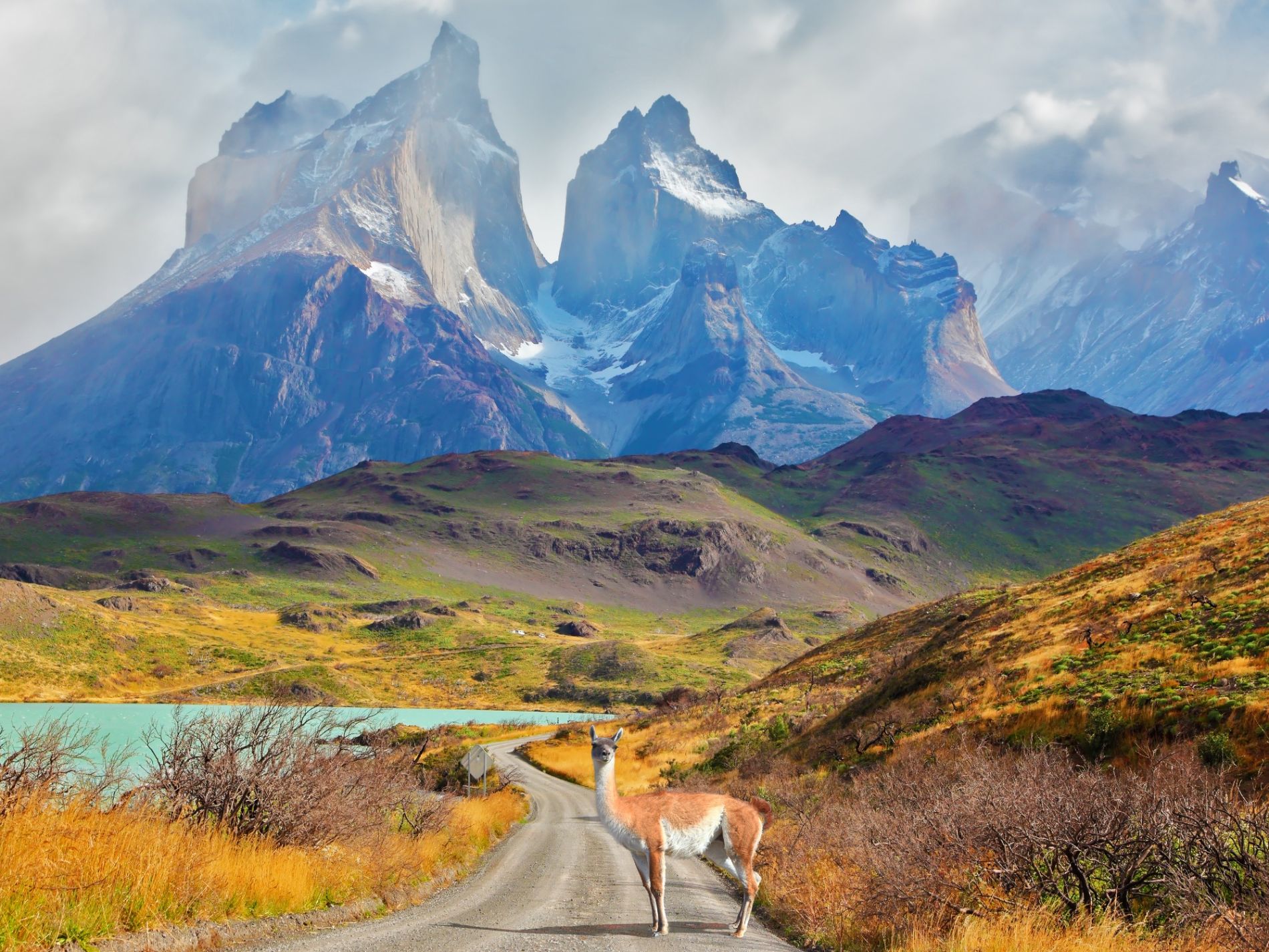 Llama standing on a road with mountains in background, Torres Del Paine Patagonia Chile