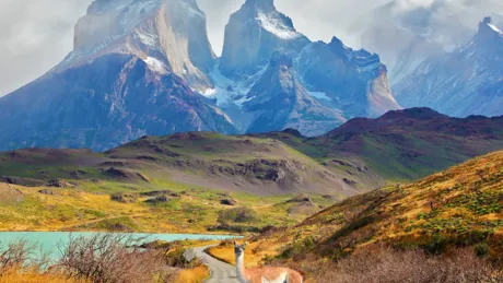 Llama standing on a road with mountains in background, Torres Del Paine Patagonia Chile