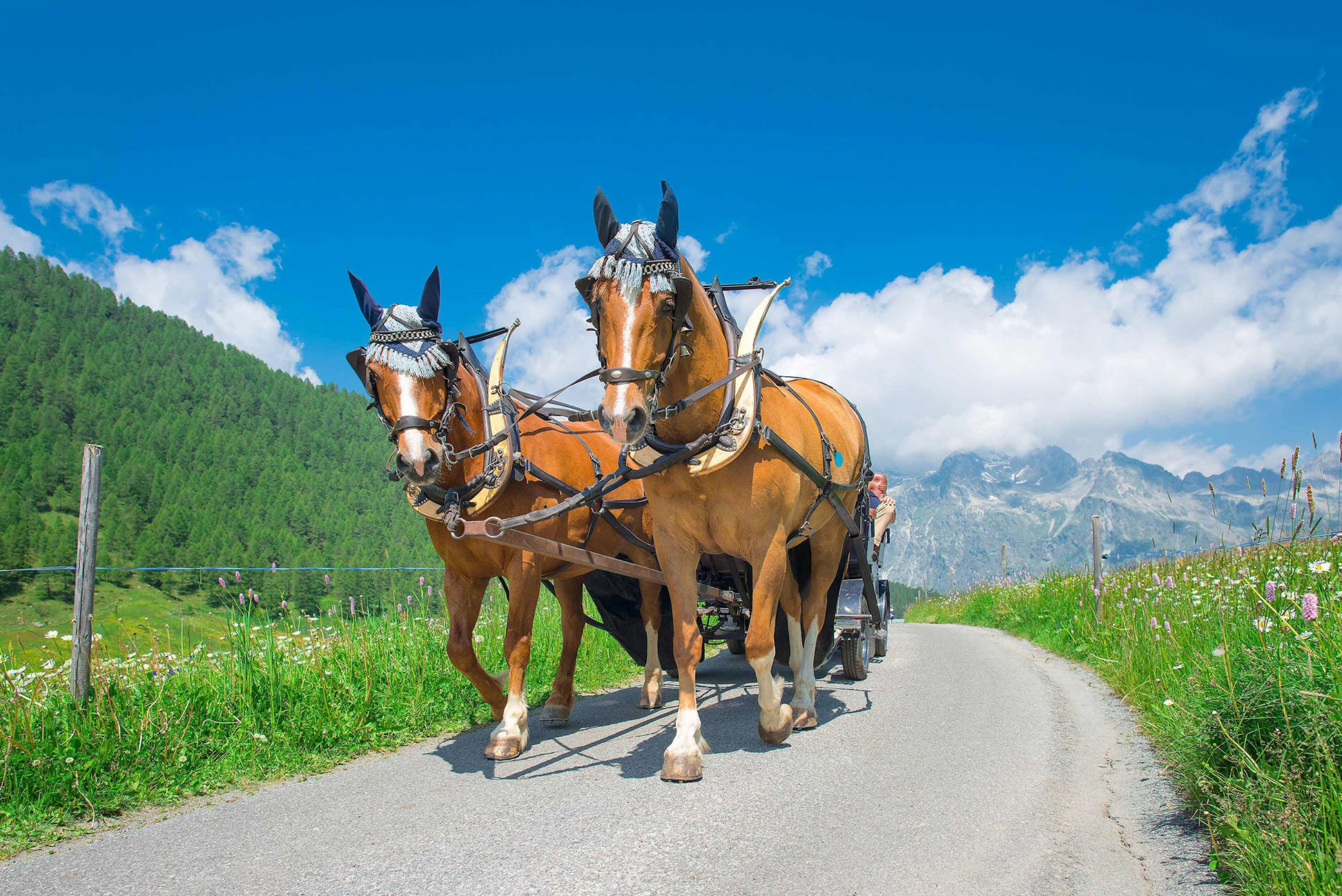 A horse carriage carrying travellers through the Swiss countryside