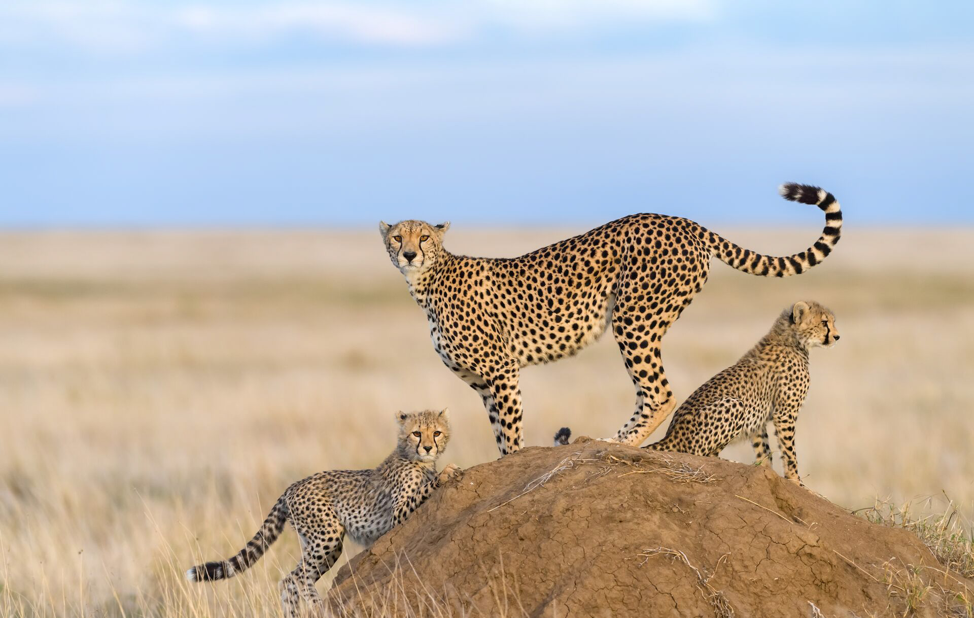 Cheetah with cubs in the middle of grass savanna in Africa