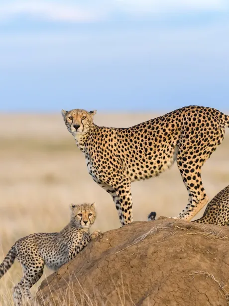 Cheetah with cubs in the middle of grass savanna in Africa