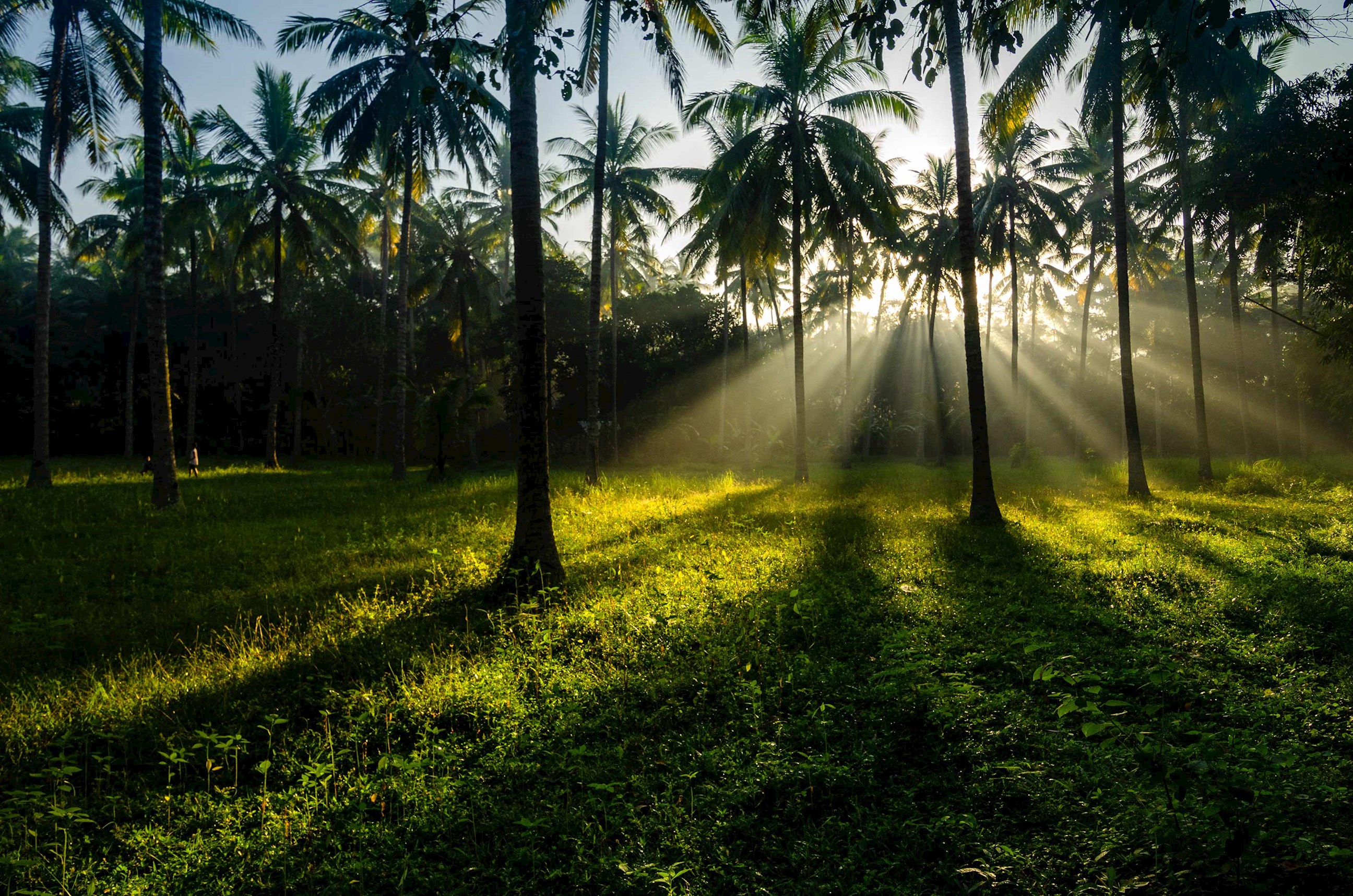 trees-field-horquetas-costa-rica.jpg