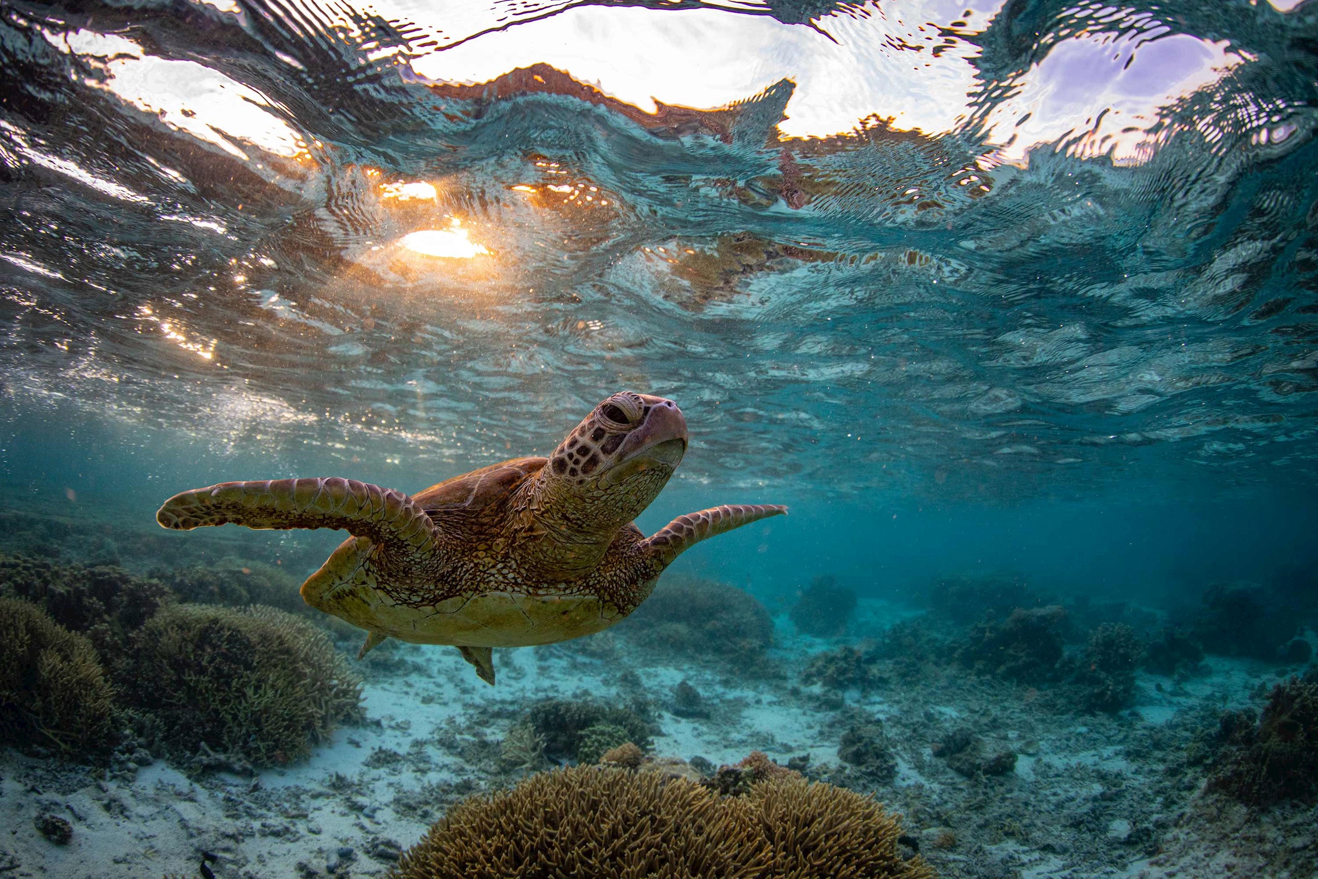 turtle-great-barrier-reef-australia.jpg