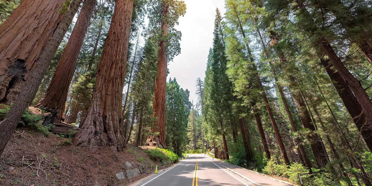Sequoia National Park Redwood Usa