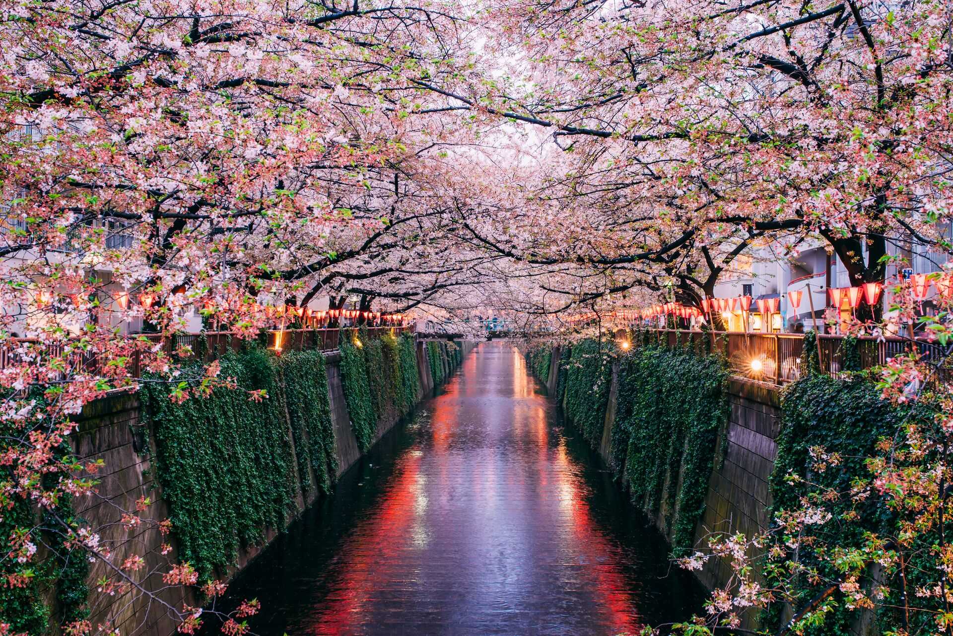 Rows of sakura cherry trees blooming at Meguro river in Tokyo