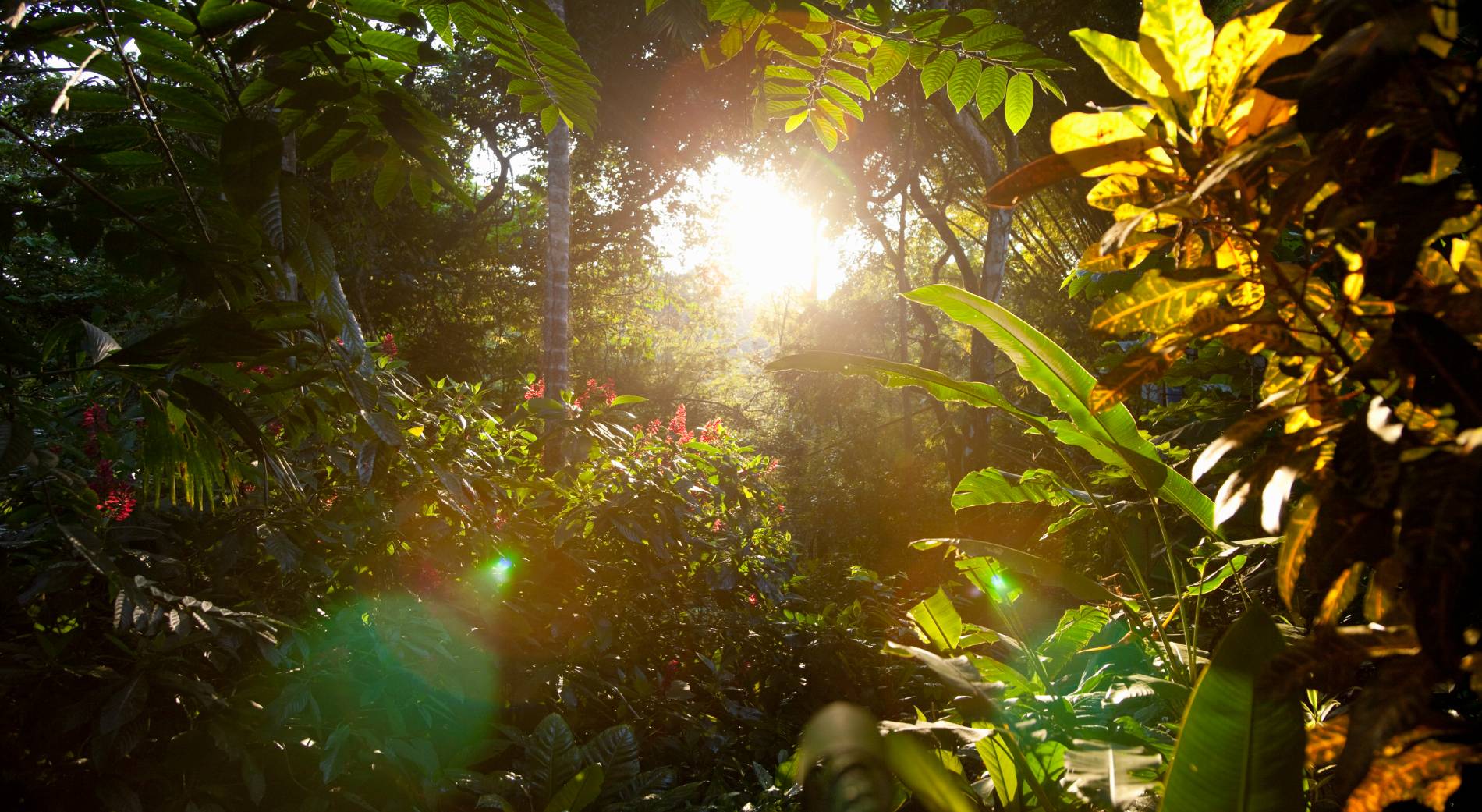 Sun shining through rainforest