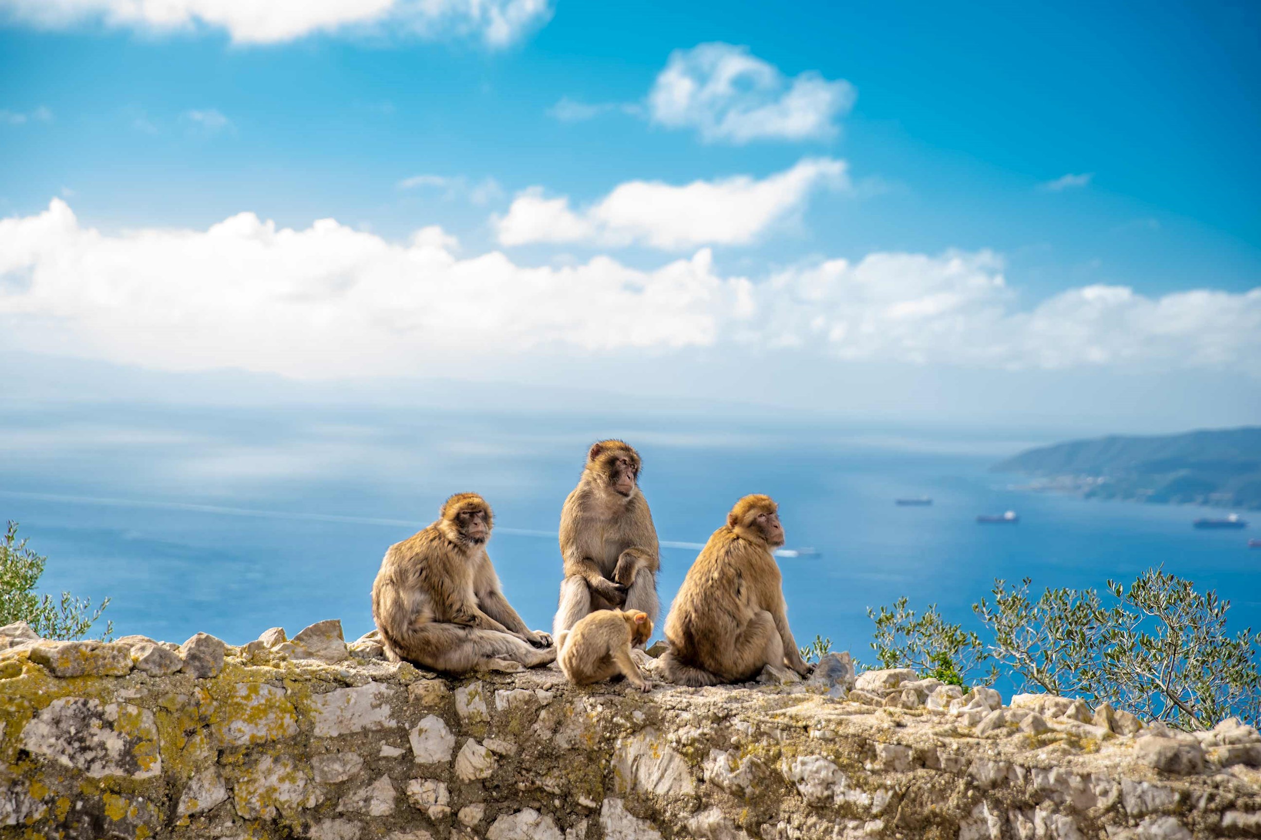 monkey-family-gibraltar-spain.jpg
